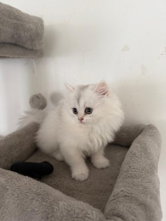 Image de la portée de chaton de l'élévage @elevapurr