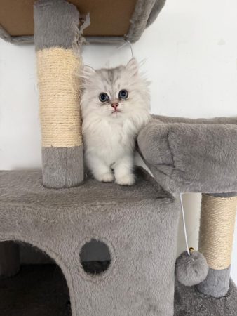 Image de la portée de chaton de l'élévage @elevapurr