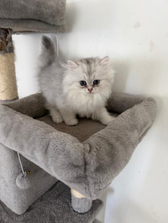 Image de la portée de chaton de l'élévage @elevapurr