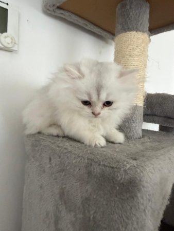 Image de la portée de chaton de l'élévage @elevapurr