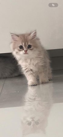 Image de la portée de chaton de l'élévage @elevapurr