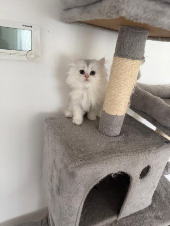 Image de la portée de chaton de l'élévage @elevapurr