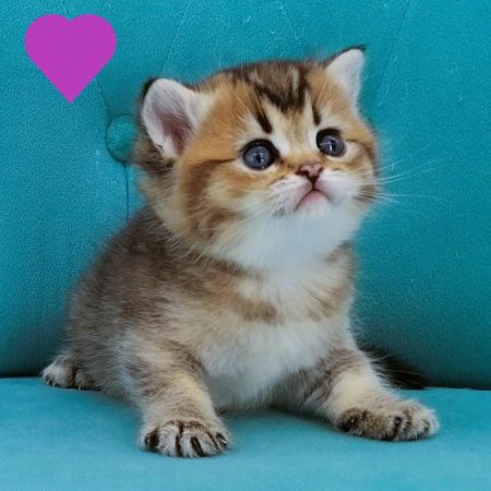 Image de la portée de chaton de l'élévage CHATTERIE DE LA GAVOTTINE