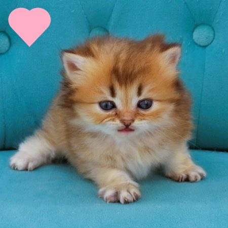 Image de la portée de chaton de l'élévage CHATTERIE DE LA GAVOTTINE