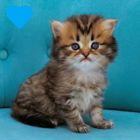 Image de la portée de chaton de l'élévage CHATTERIE DE LA GAVOTTINE