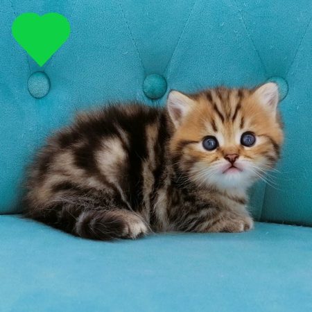 Image de la portée de chaton de l'élévage CHATTERIE DE LA GAVOTTINE