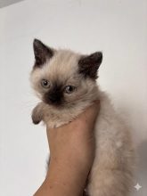 Chatons de race Selkirk Rex Longhair à vendre chez l'éleveur CELIANE CHAMPETIER