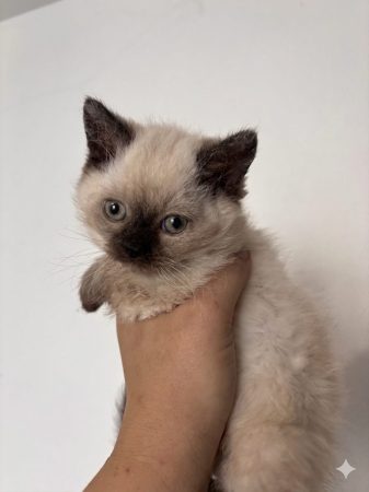 Image de la portée de chaton de l'élévage CELIANE CHAMPETIER
