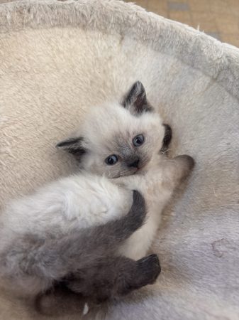 Image de la portée de chaton de l'élévage CELIANE CHAMPETIER