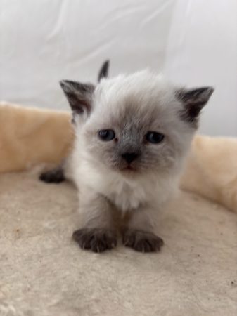 Image de la portée de chaton de l'élévage CELIANE CHAMPETIER