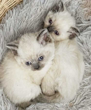 Image de la portée de chaton de l'élévage CELIANE CHAMPETIER