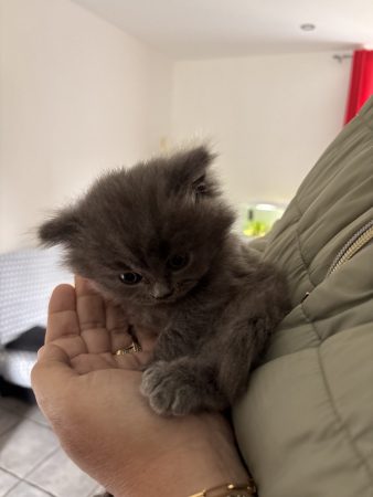 Image de la portée de chaton de l'élévage CELIANE CHAMPETIER