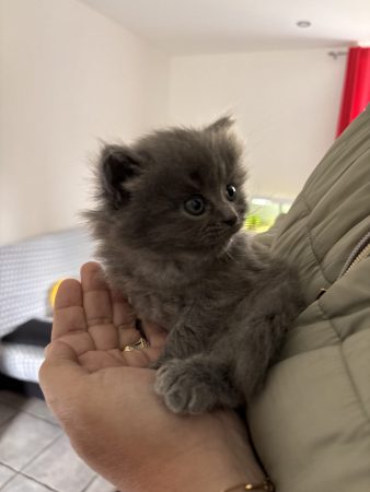 Image de la portée de chaton de l'élévage CELIANE CHAMPETIER