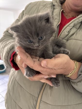 Image de la portée de chaton de l'élévage CELIANE CHAMPETIER