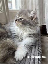 Chatons de race Siberien à vendre chez l'éleveur CHATTERIE LES SIBERIENS DE LA MAVKA