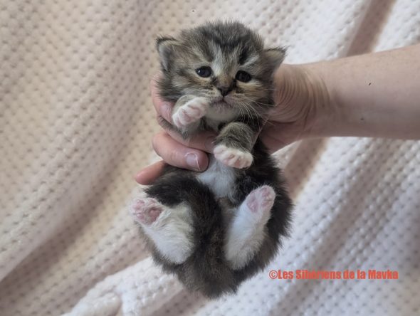 Image de la portée de chaton de l'élévage CHATTERIE LES SIBERIENS DE LA MAVKA