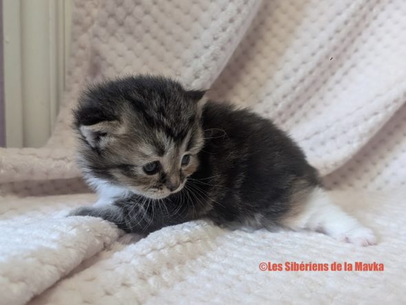 Image de la portée de chaton de l'élévage CHATTERIE LES SIBERIENS DE LA MAVKA