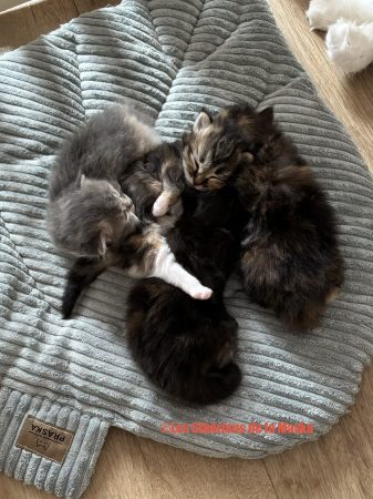 Image de la portée de chaton de l'élévage CHATTERIE LES SIBERIENS DE LA MAVKA