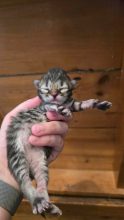 Chatons de race Siberien à vendre chez l'éleveur Wang No Yume