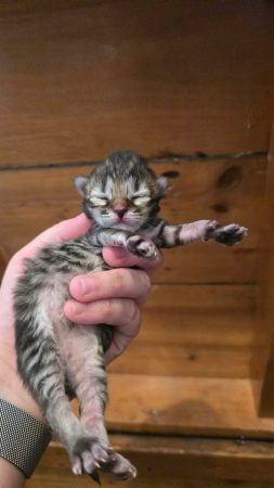 Image de la portée de chaton de l'élévage Wang No Yume