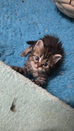 Image de la portée de chaton de l'élévage Wang No Yume
