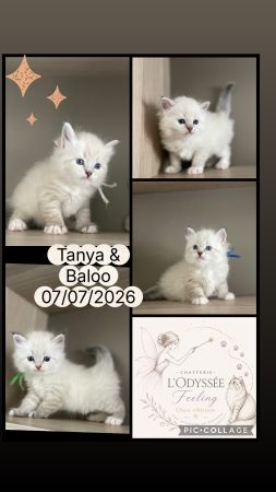 Image de la portée de chaton de l'élévage L&rsquo;ODYSSEE FEELING