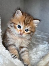Chatons de race Siberien à vendre chez l'éleveur La lignée des félins dor