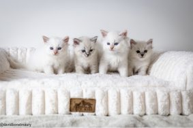 Chatons de race Siberien à vendre chez l'éleveur D’Iolite Blue