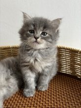 Chatons de race Siberien à vendre chez l'éleveur CHATTERIE LES SIBERIENS DE LA MAVKA