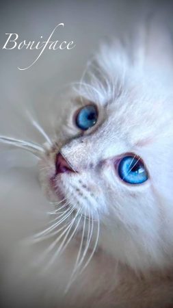 Image de la portée de chaton de l'élévage De SiNéva Klassika