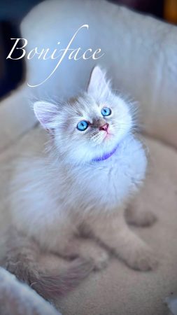 Image de la portée de chaton de l'élévage De SiNéva Klassika