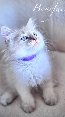 Image de la portée de chaton de l'élévage De SiNéva Klassika