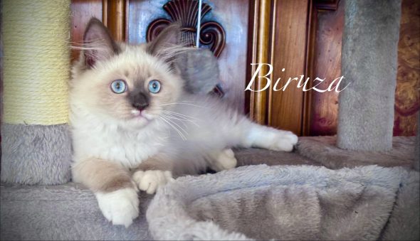 Image de la portée de chaton de l'élévage De SiNéva Klassika