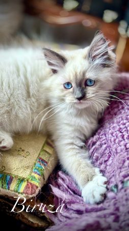 Image de la portée de chaton de l'élévage De SiNéva Klassika