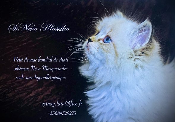 Image de la portée de chaton de l'élévage De SiNéva Klassika