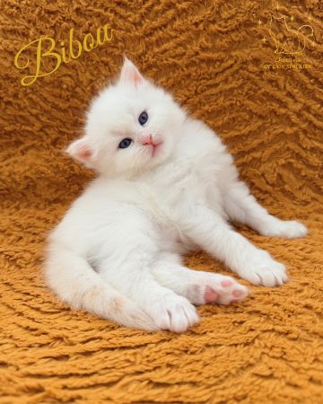 Image de la portée de chaton de l'élévage DE L OR SIBERIEN