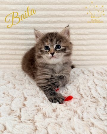 Image de la portée de chaton de l'élévage DE L OR SIBERIEN