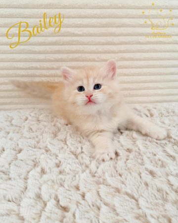 Image de la portée de chaton de l'élévage DE L OR SIBERIEN