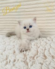 Chatons de race Siberien à vendre chez l'éleveur DE L OR SIBERIEN