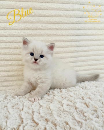Image de la portée de chaton de l'élévage DE L OR SIBERIEN