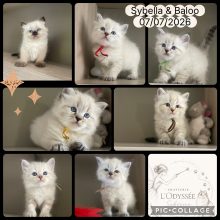 Chatons de race Siberien à vendre chez l'éleveur L&rsquo;ODYSSEE FEELING