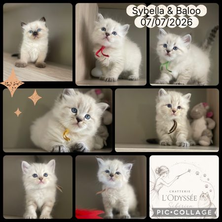 Image de la portée de chaton de l'élévage L&rsquo;ODYSSEE FEELING