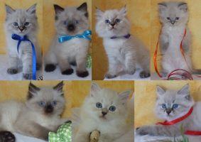 Chatons de race Siberien à vendre chez l'éleveur DU PALAIS SIBERIEN