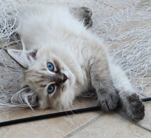 Image de la portée de chaton de l'élévage DU PALAIS SIBERIEN