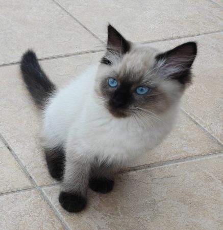 Image de la portée de chaton de l'élévage DU PALAIS SIBERIEN