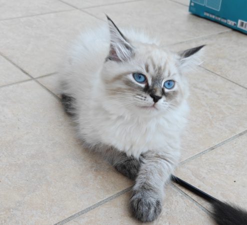 Image de la portée de chaton de l'élévage DU PALAIS SIBERIEN