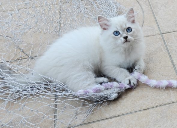 Image de la portée de chaton de l'élévage DU PALAIS SIBERIEN