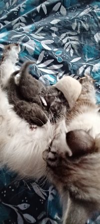 Image de la portée de chaton de l'élévage LA NOE DES GRAND FROIDS