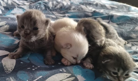 Image de la portée de chaton de l'élévage LA NOE DES GRAND FROIDS