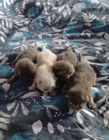 Image de la portée de chaton de l'élévage LA NOE DES GRAND FROIDS